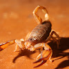 Flinders Ranges Scorpion