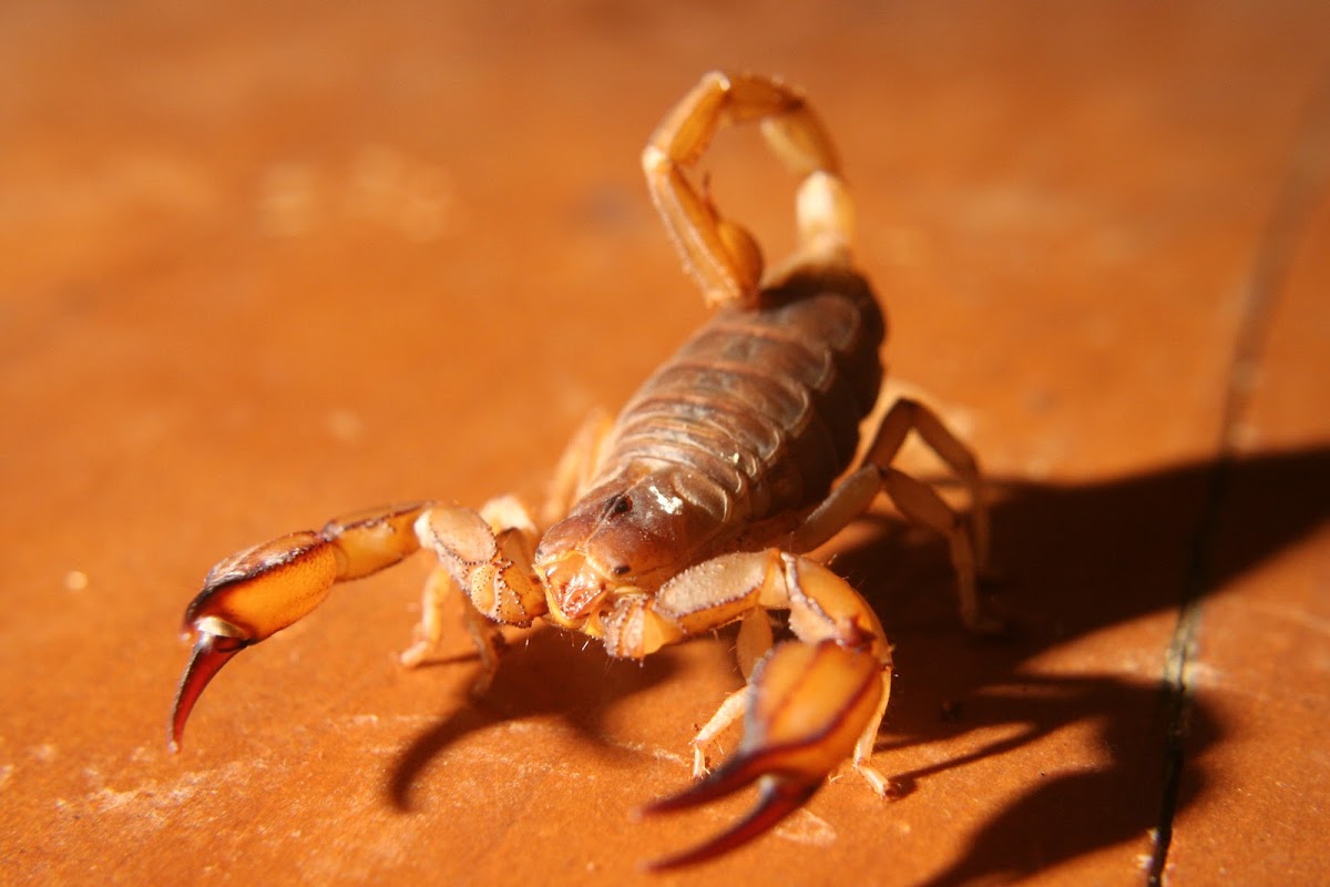 Flinders Ranges Scorpion
