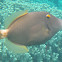 Barred Filefish