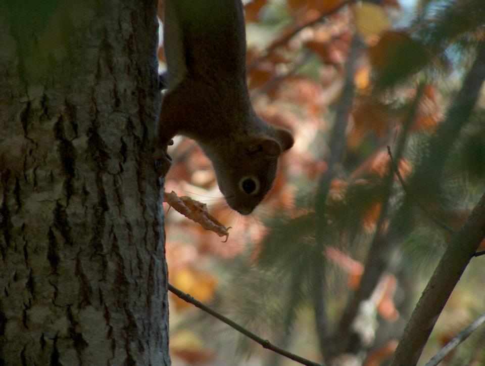 Red Squirrel