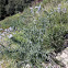 California mountain lilac