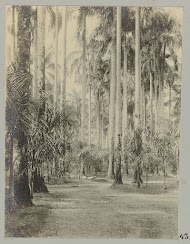 Palmentuin, Paramaribo