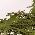 Brown-headed parrot