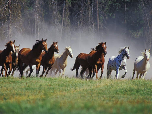 Amazing Horses Live Wallpaper