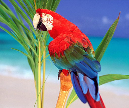 【免費個人化App】Parrot Live Wallpaper-APP點子