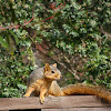 Fox  Squirrel