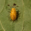 Mexican Bean Beetle larva