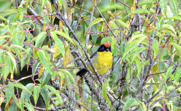 yellow breasted brush finch