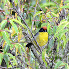 yellow breasted brush finch