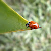 Convergent lady beetle.