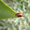 Convergent lady beetle.