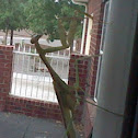 Praying Mantis