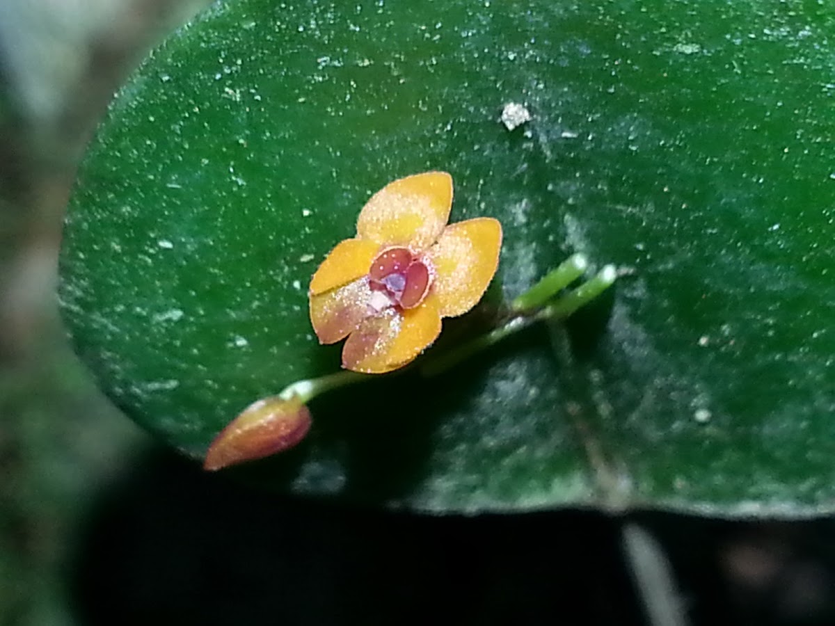 Mini-orchid