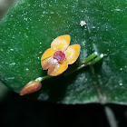 Mini-orchid