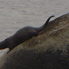 Marine otter (Chungungo)