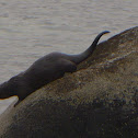 Marine otter (Chungungo)