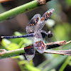 Band-winged Dragonlet ( male )