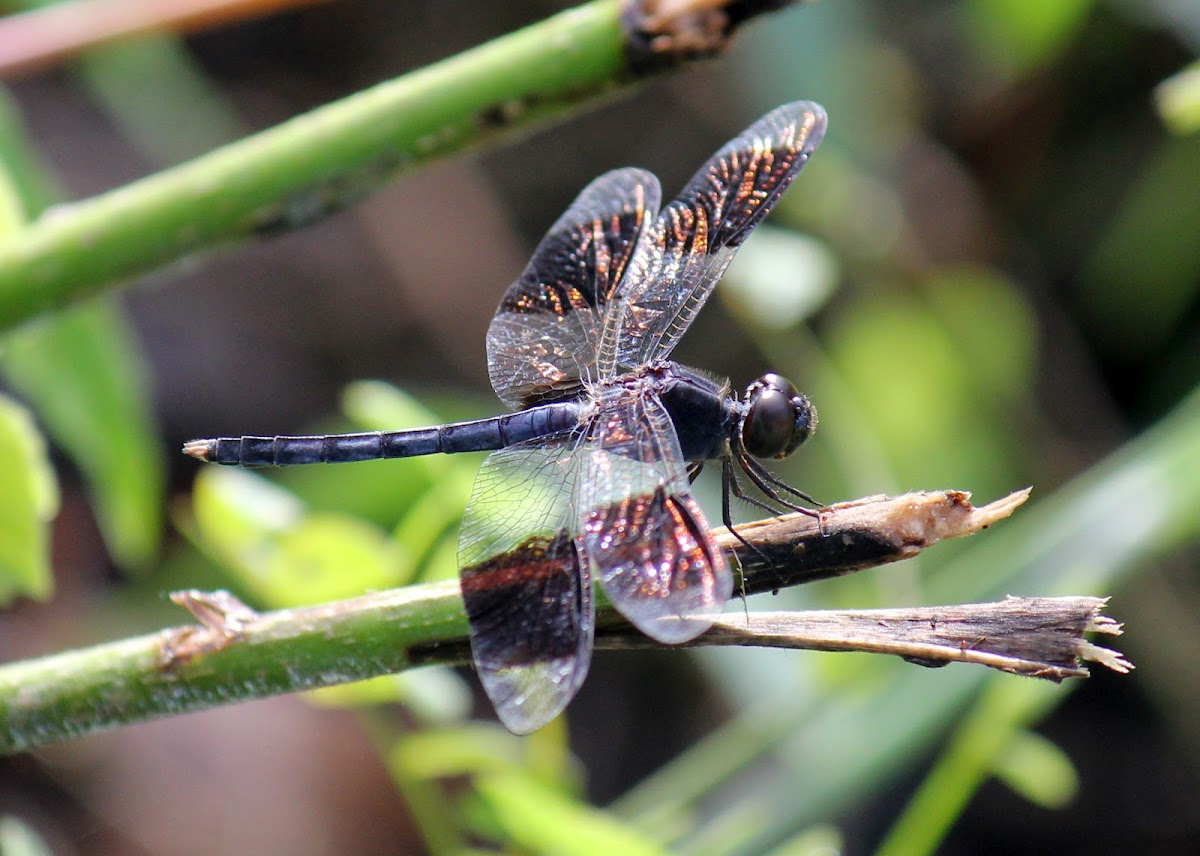 Band-winged Dragonlet ( male )