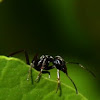 Jet black ant