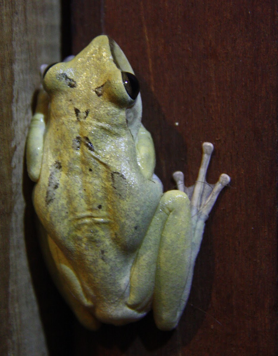 four-lined tree frog