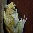 four-lined tree frog