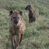 Spotted Hyena