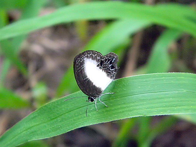 white-banded cerulean