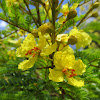 Yellow Poinciana Tree