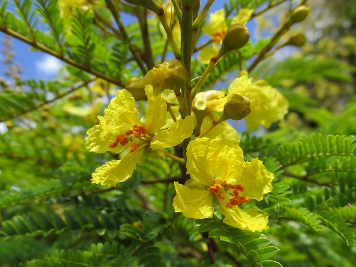 Yellow Poinciana Tree
