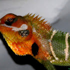 Green Forest Lizard (Chameleon)