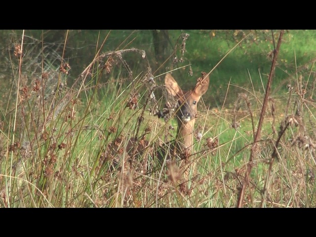 [Roe Deer[5].jpg]