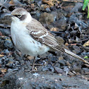 Galapagos Mockingbird