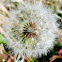 Dandelion (seed head)