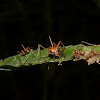 Leaf-cutter ants