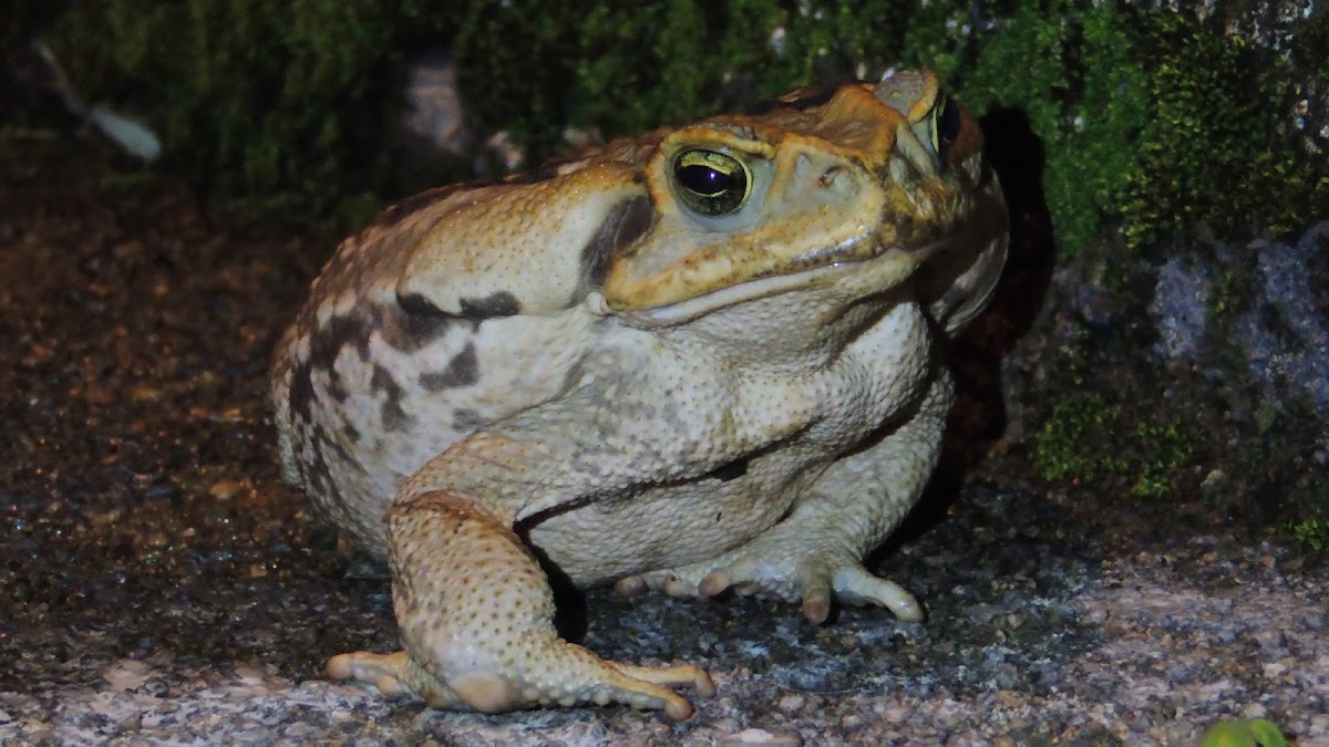 Giant Marine Toad/Cane Toad