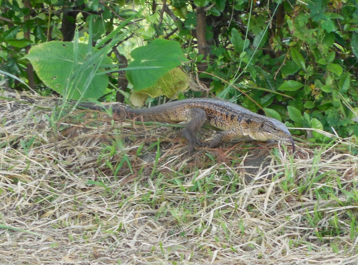 Colombian tegu