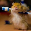 Funny Animals Pics HD I