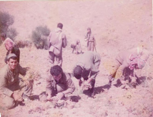 پرویز ستوده شایق و دوستانش در حال چیدن نخود سال 1361 روستای عربلنگ شهرستان سقز استان کردستان 