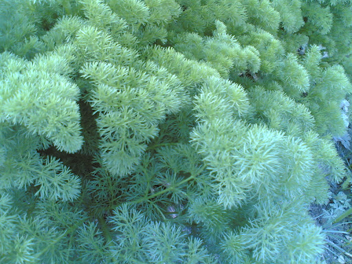 طراوت طبیعت 