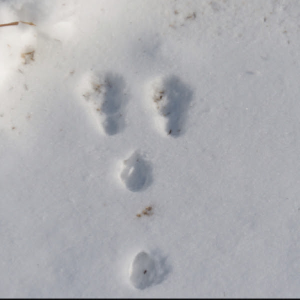 Rabbit tracks Project Noah