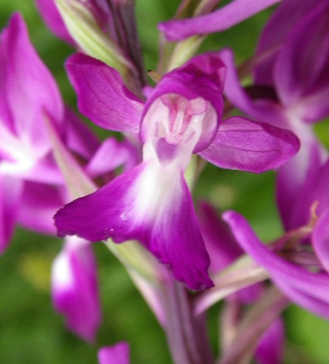 Orchid, močvarni kaćun