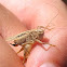 Brown-spotted Bush-cricket