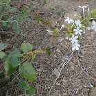 White Plumbago or Cape Plumbago