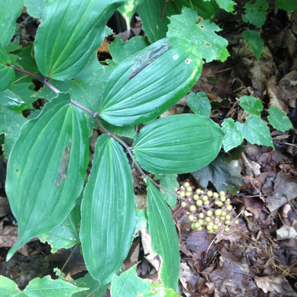 False Solomon's Seal