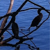 Cormorant
