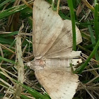 Vetch Looper Moth