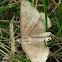 Vetch Looper Moth