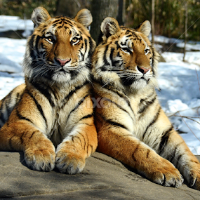 by Wendell Kennedy - Animals Lions, Tigers & Big Cats