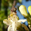 Leaf Cutter bee