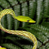 Green Vine Snake